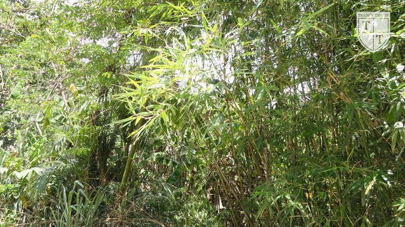 Excelente Terreno em Guaratiba, Rio De Janeiro - Foto 15
